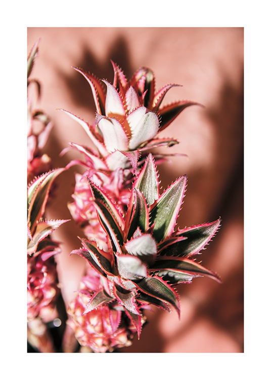  – Fotografía de flores de piña sobre un fondo rosa pálido