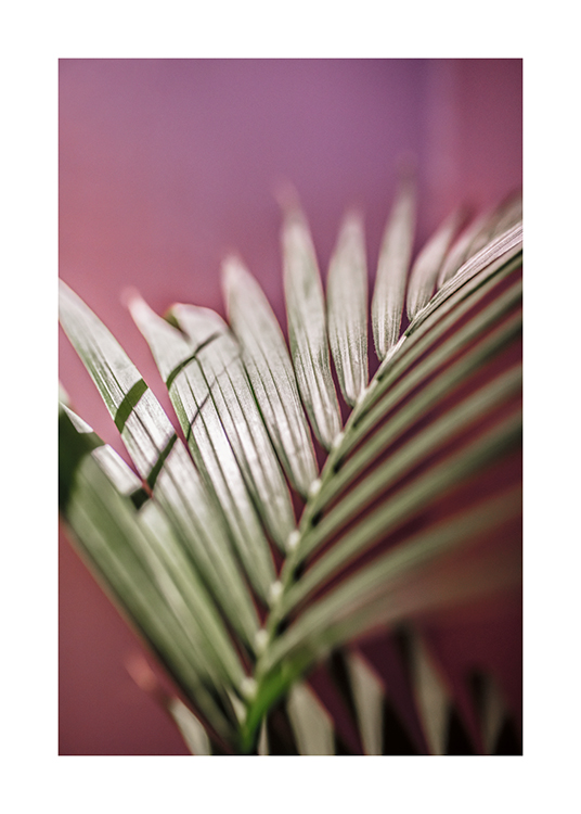  – Fotografía de una hoja de palmera y fondo rosa