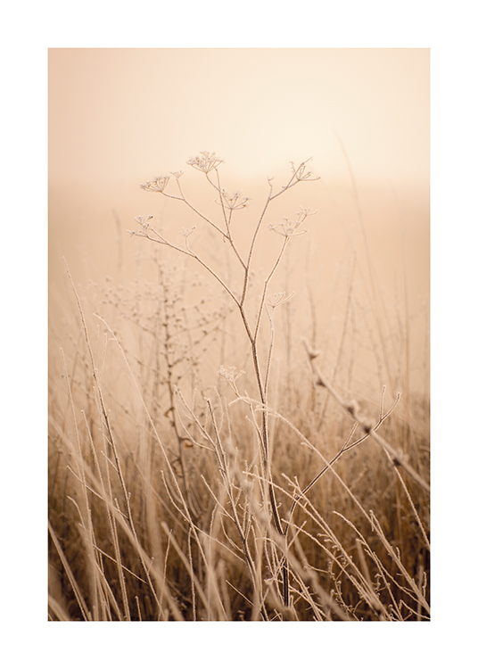  – Fotografía de pasto seco y flores en un campo con niebla