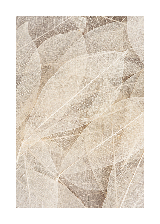  – Primer plano de hojas transparentes de color beis muy claro