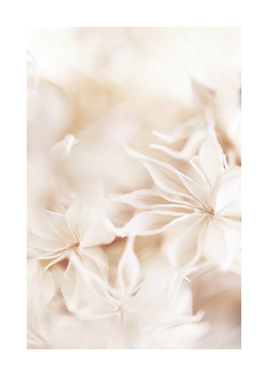  – Fotografía de flores de color claro en primer plano