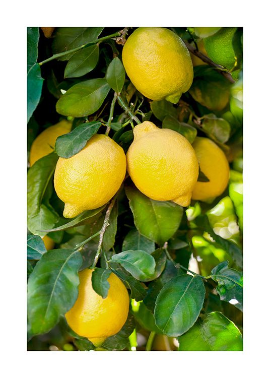  – Fotografía de unas hojas verdes de limonero con limones