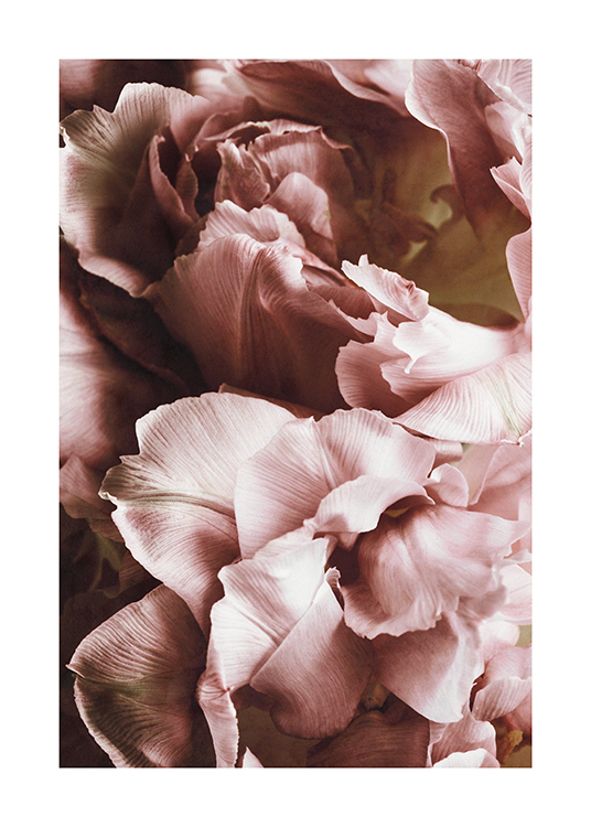  – Fotografía de flores rosas en primer plano