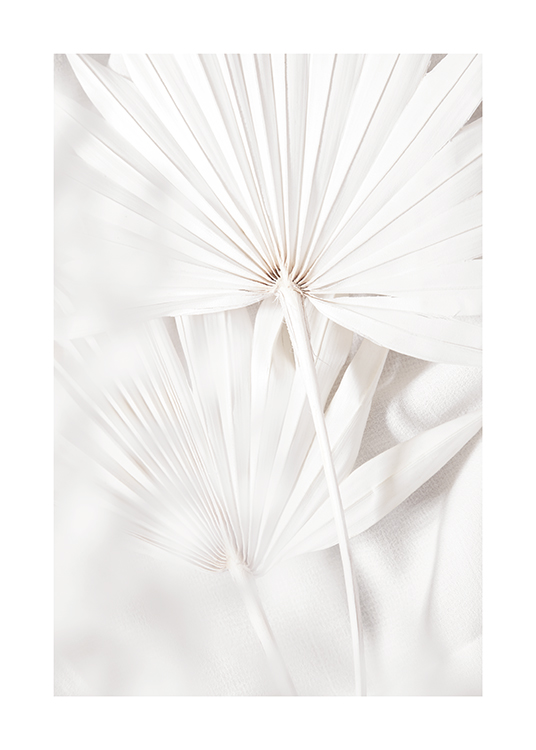  – Fotografía de las hojas con pliegues de una palmera blanca