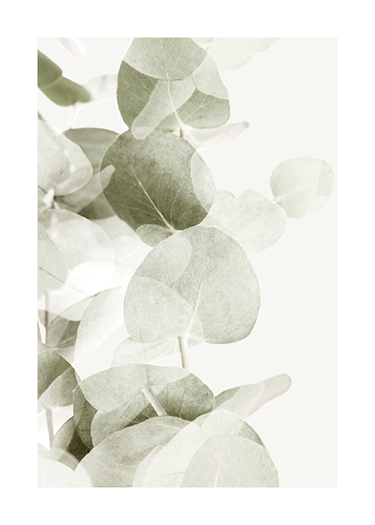  – Fotografía de ramas de eucalipto con hojas de color verde grisáceo y sombras transparentes, fondo claro