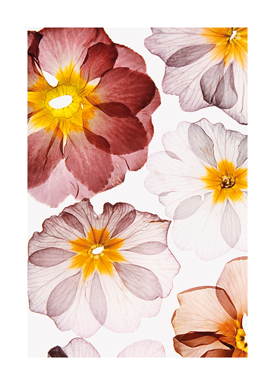  – Fotografía de flores prensadas de color rojo y rosa con centro amarillo y fondo claro