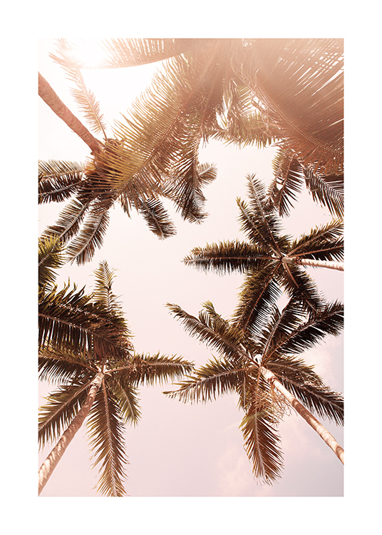  – Fotografía de palmeras bajo el sol vistas desde abajo y con un cielo rosa claro de fondo