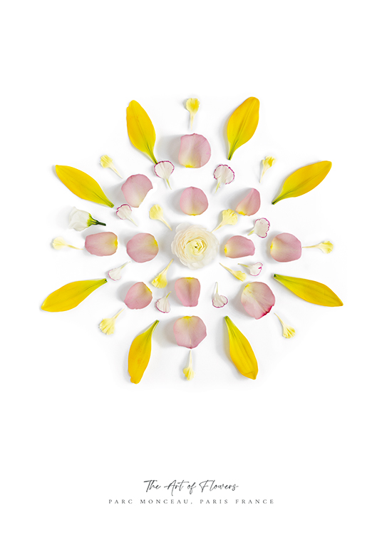  – Fotografía de pétalos amarillos y rosas en círculo, fondo blanco