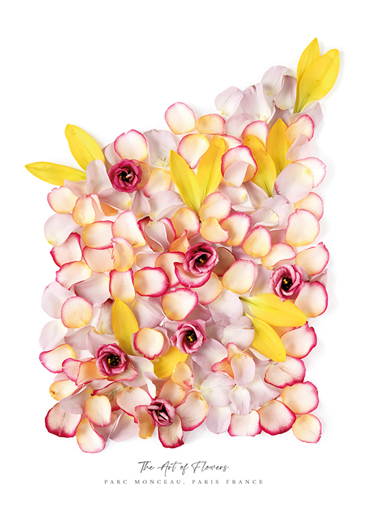  – Fotografía de flores y pétalos rosas y amarillos, fondo blanco