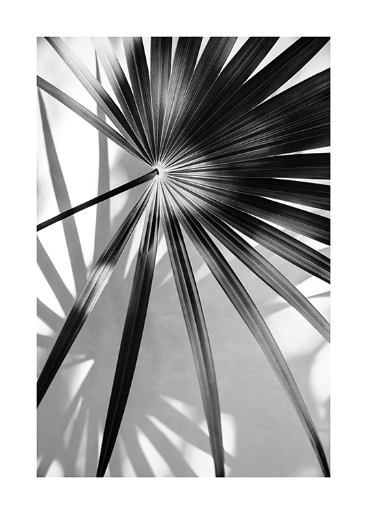  – Fotografía en blanco y negro de una hoja de palmera y su sombra reflejada