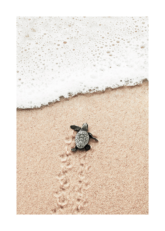  – Fotografía de una cría de tortuga marina acercándose al agua en una playa