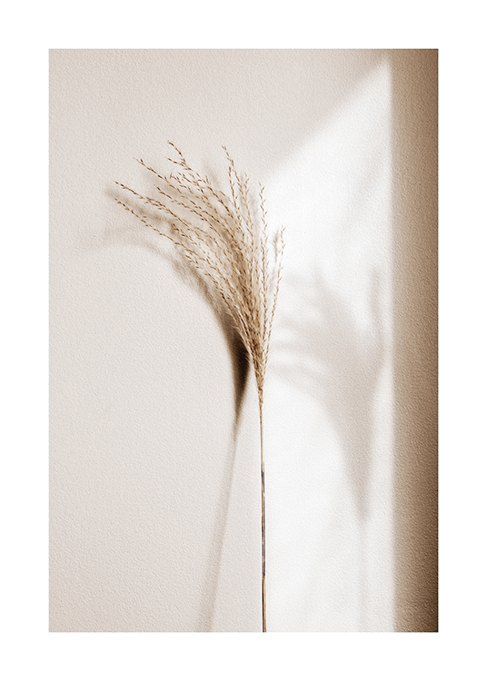  – Fotografía de un junco beis y la sombra en una pared clara