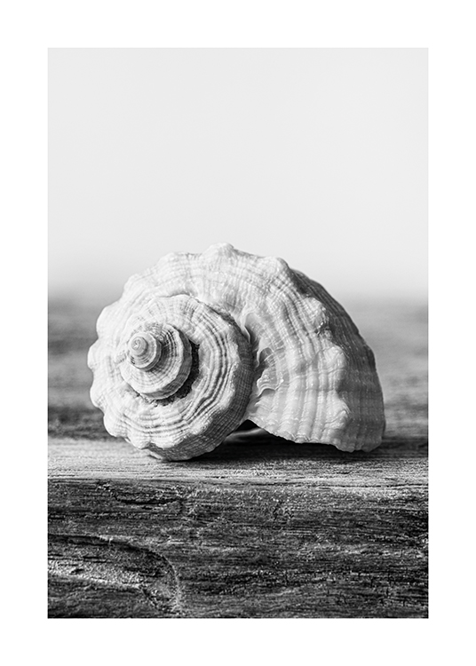  – Fotografía en blanco y negro con una concha apoyada sobre una superificie de madera