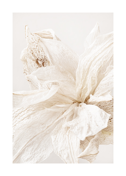  – Primer plano de una flor arrugada y clara con manchas de color beis en los pétalos