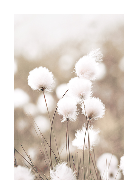  – Fotografía de unos algodoncillos con flores blancas y fondo beis borroso.