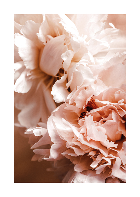  – Fotografía de peonías de color rosa claro en primer plano