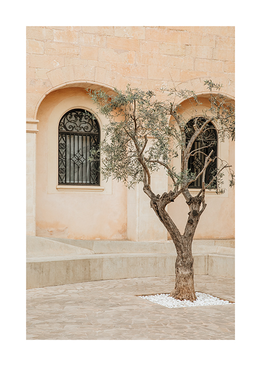  – Imagen de un olivo en una callecita de Mallorca, España