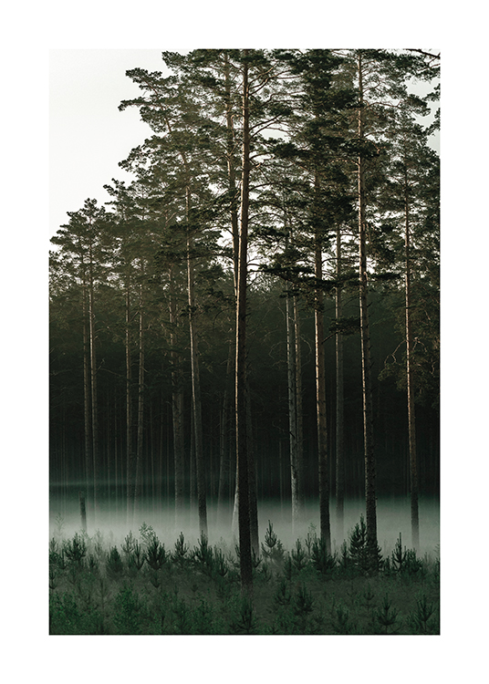  – Fotografía de un bosque verde de coníferas con la niebla colándose por los troncos
