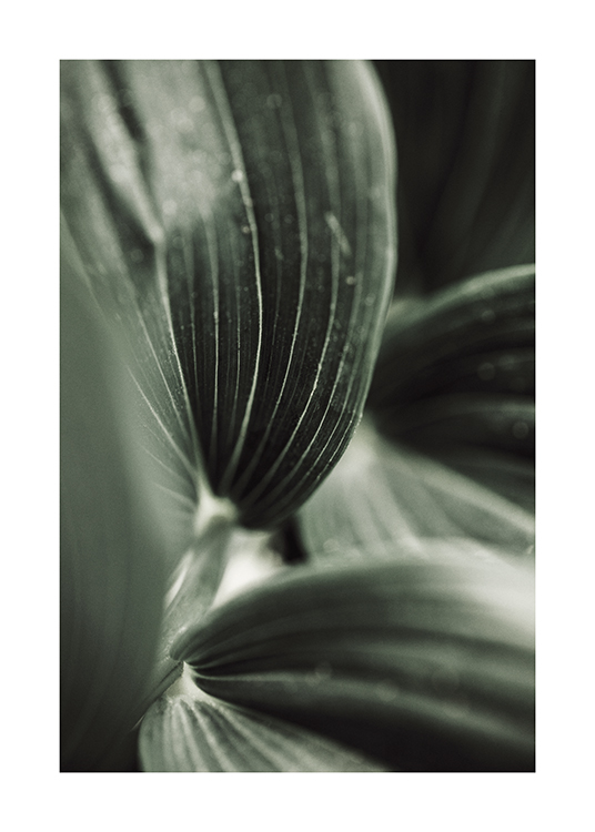  – Fotografía de una planta verde con hojas a rayas en primer plano