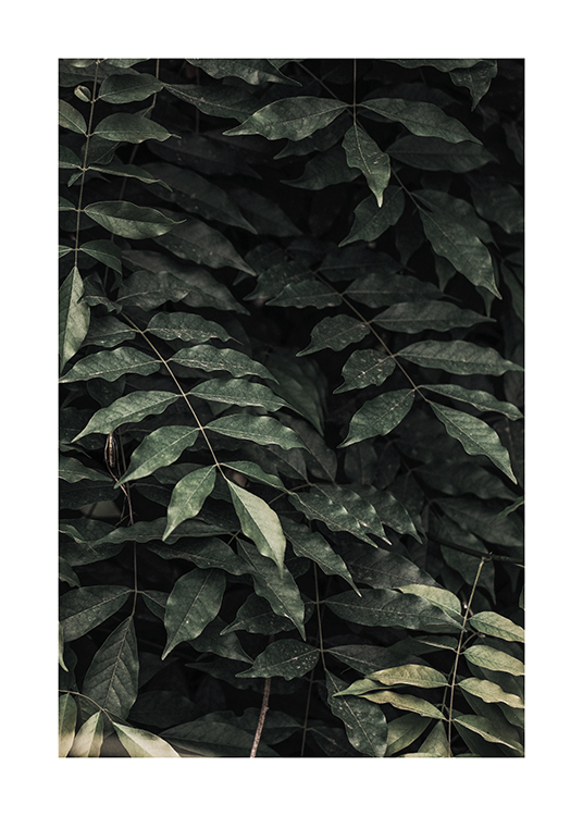 – Primer plano de un arbusto con hojas de color verde oscuro