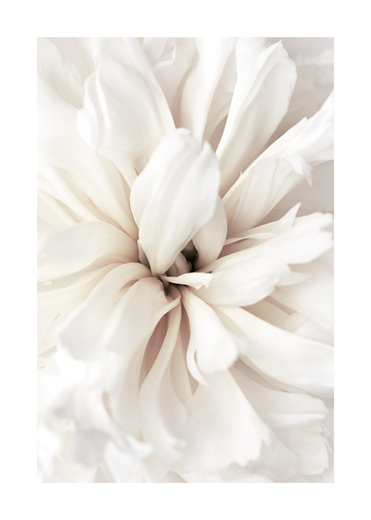  – Primer plano de los pétalos de una flor blanca