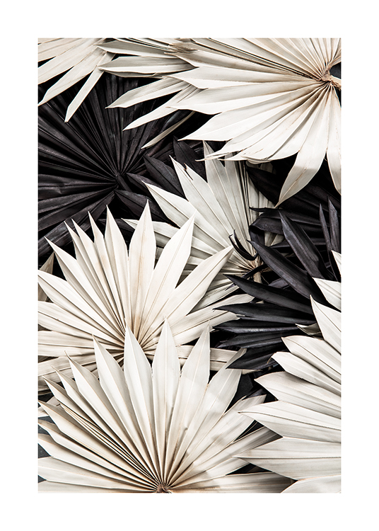  – Fotografía en blanco y negro de hojas plisadas de palmera que se superponen