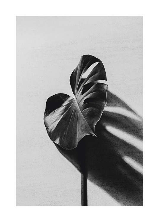  – Fotografía en blanco y negro de una hoja de monstera y su sombra reflejada en una superficie de cemento