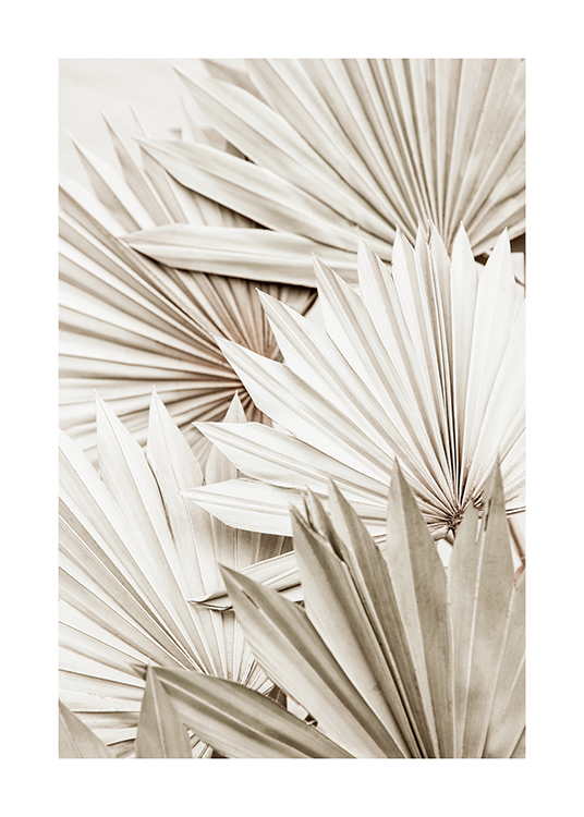  – Fotografía de hojas plisada de palmera, blancas y grises, en superposición