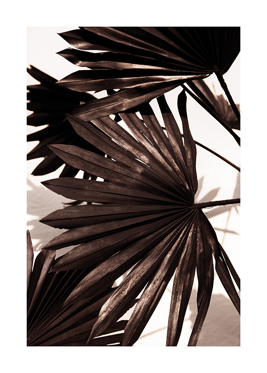  – Fotografía de varias palmeras negras de hojas plisadas y fondo claro