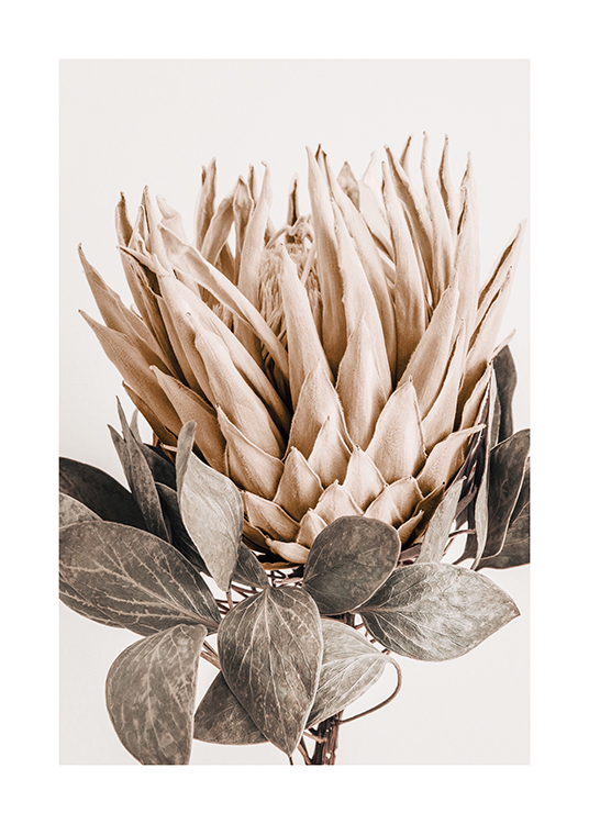  – Fotografía de una planta de protea color beis con pétalos y hojas verdes con toques de gris y fondo más claro