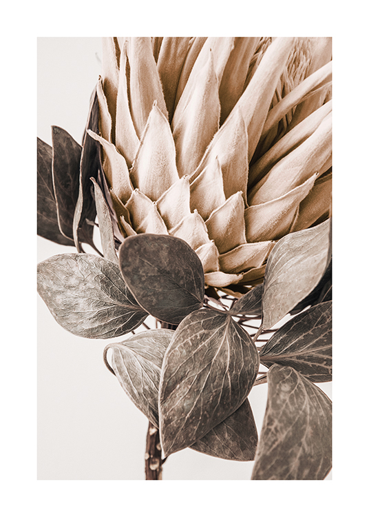  – Fotografía con fondo claro y una protea beis con hojas de color verde grisáceo en primer plano