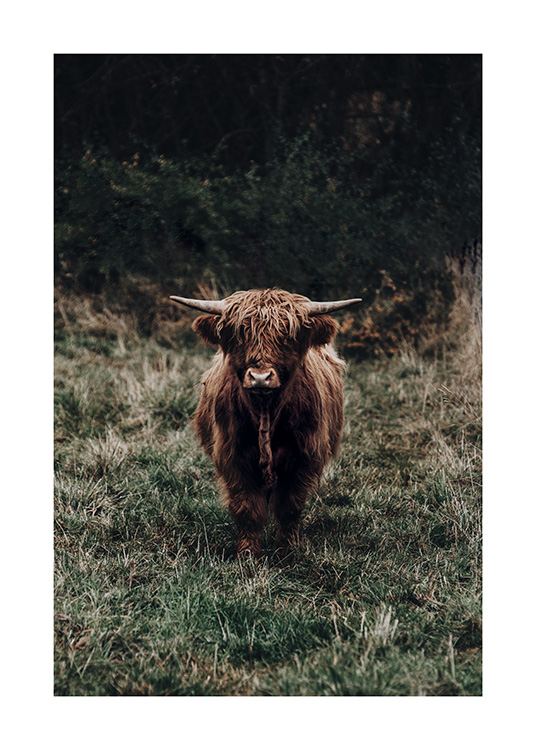  – Fotografía de una vaca marrón con cuernos de la raza Aberdeen Angus en un prado con pasto verde