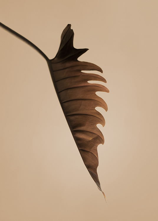  – Fotografía del perfil de una hoja marrón con bordes irregulares y fondo beis