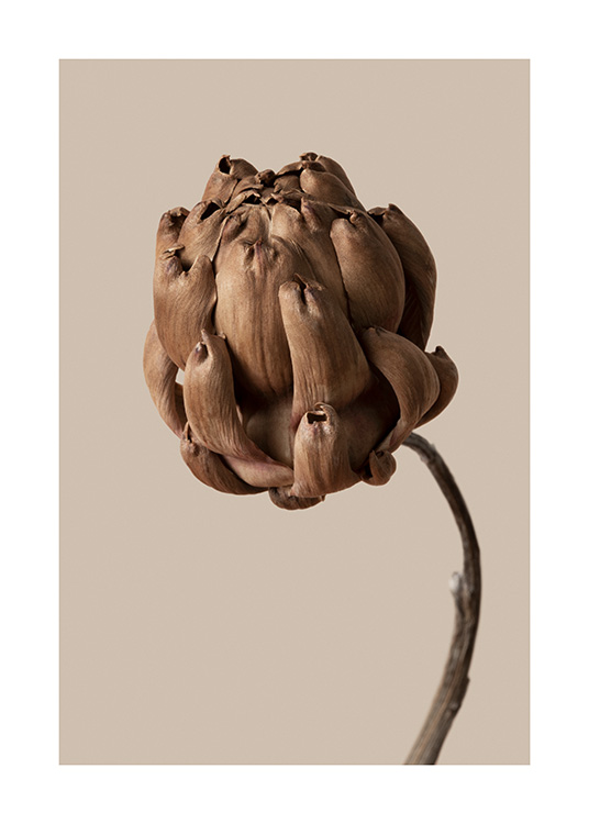 – Fotografía de una flor marrón y fondo beis amarronado