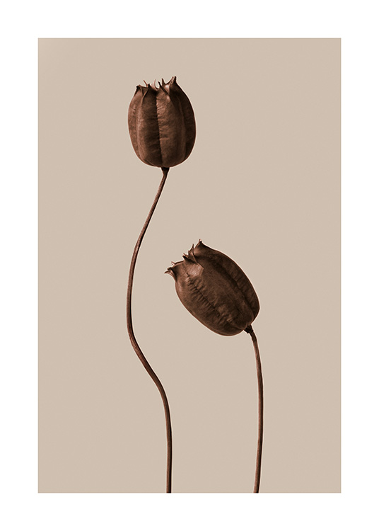 – Póster con dos flores secas de color marrón y diferente longitud y fondo beis y marrón