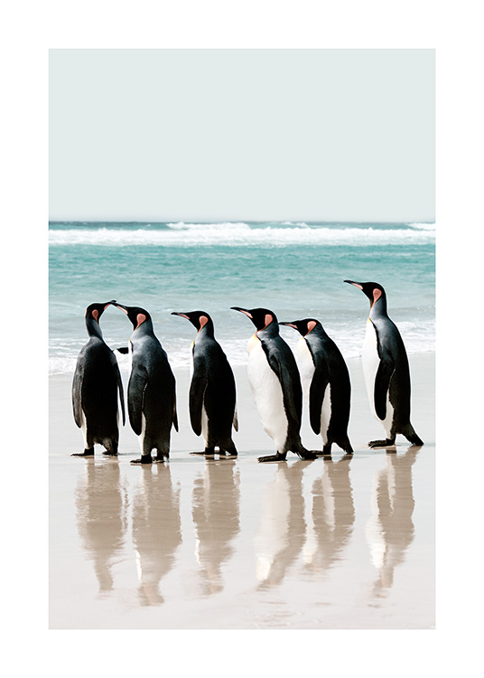 – Fotografía de un grupo de pingüinos caminando