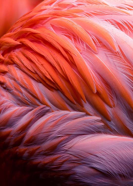 Flamingo Feathers Poster / Fotografías con Desenio AB (2035)