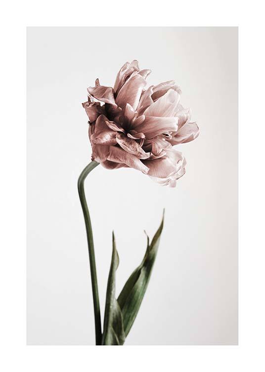Pink Tulipe No1 Poster / Fotografías con Desenio AB (2119)