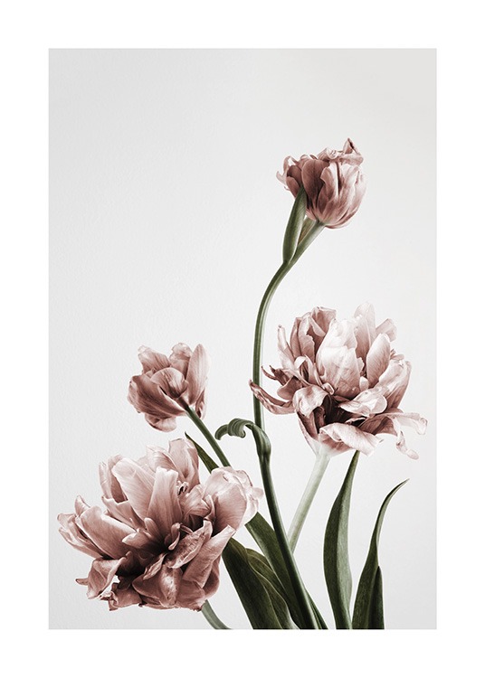  – Fotografía de tulipanes florecidos en color rosa, con fondo gris