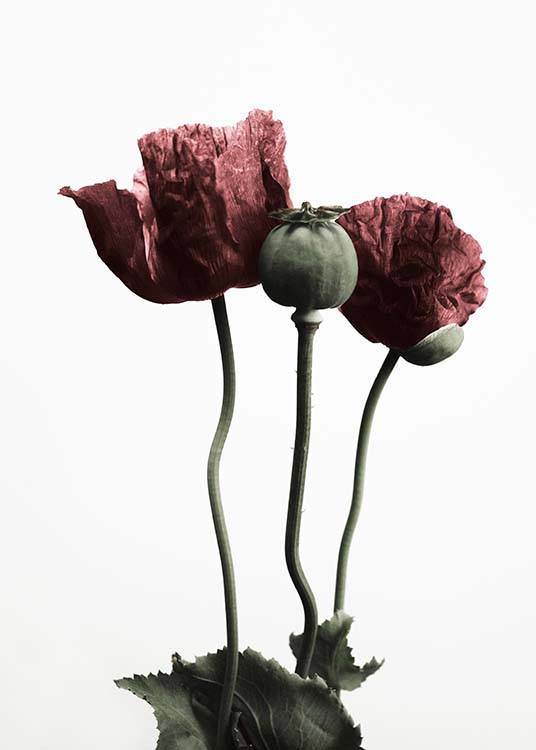 Red Poppy Flower Poster / Botánica con Desenio AB (2122)