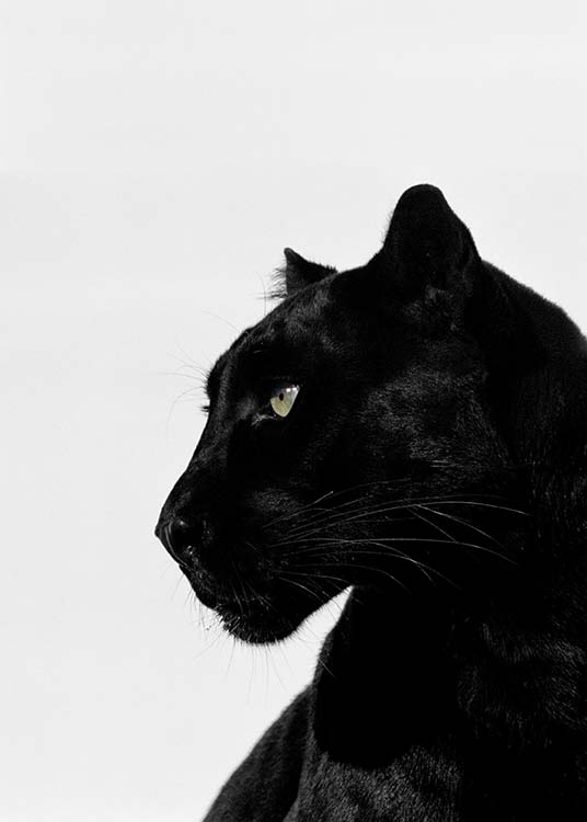 Black Panther Poster / Fotografías con Desenio AB (2273)