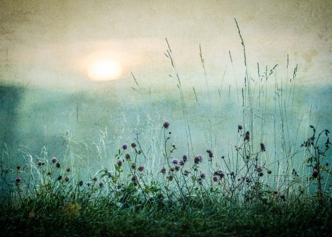  – Fotografía de naruraleza; flores violetas en un campo en las horas del alba 