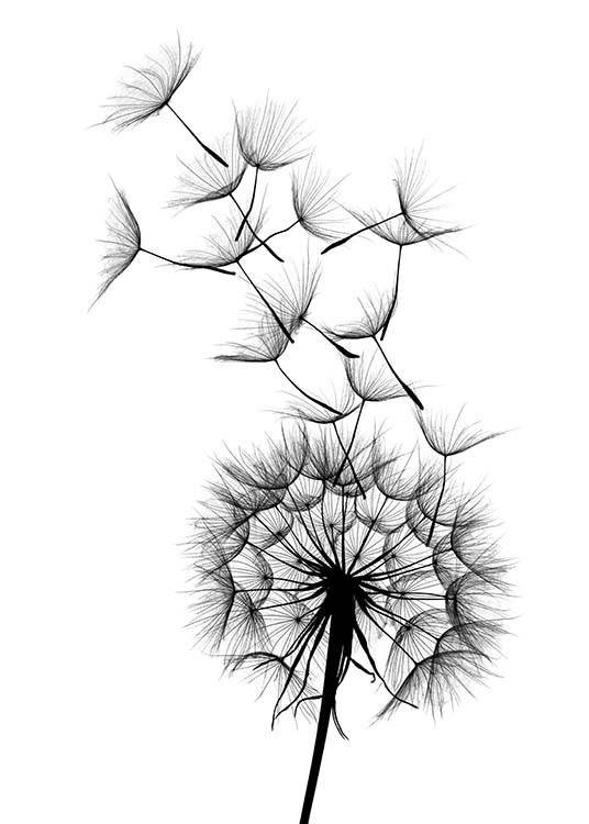 – Póster de motivo botánico en blanco y negro; imagen de un diente de león con vilanos al viento