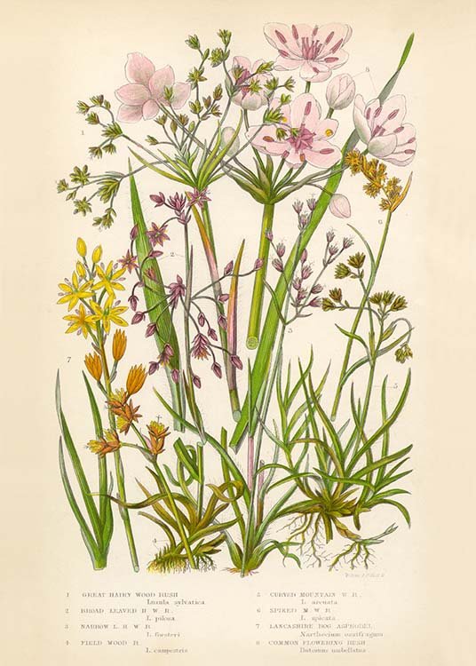 Vintage Flowers Two Poster