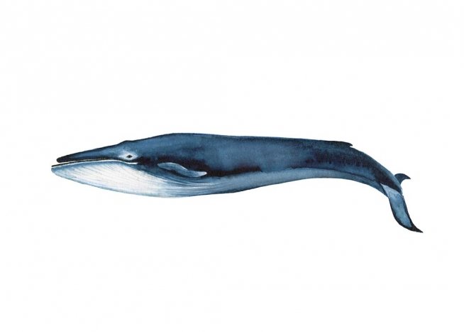 Blue Whale Poster / Animales con Desenio AB (2541)