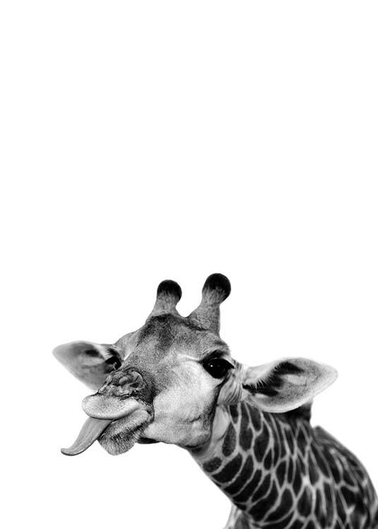 – Fotografía en blanco y negro con la imagen de una jirafa sacando la lengua