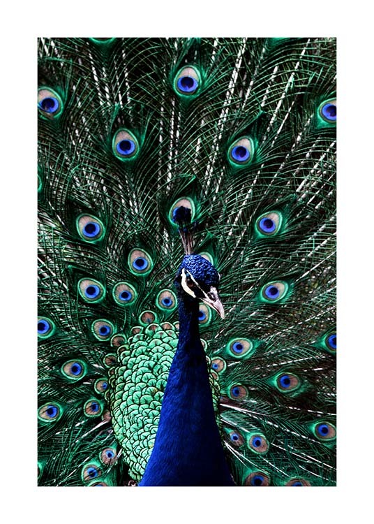 Peacock Poster