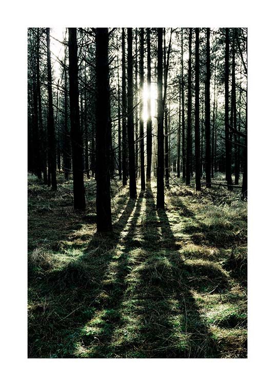  – Fotografía de un bosque soleado con árboles