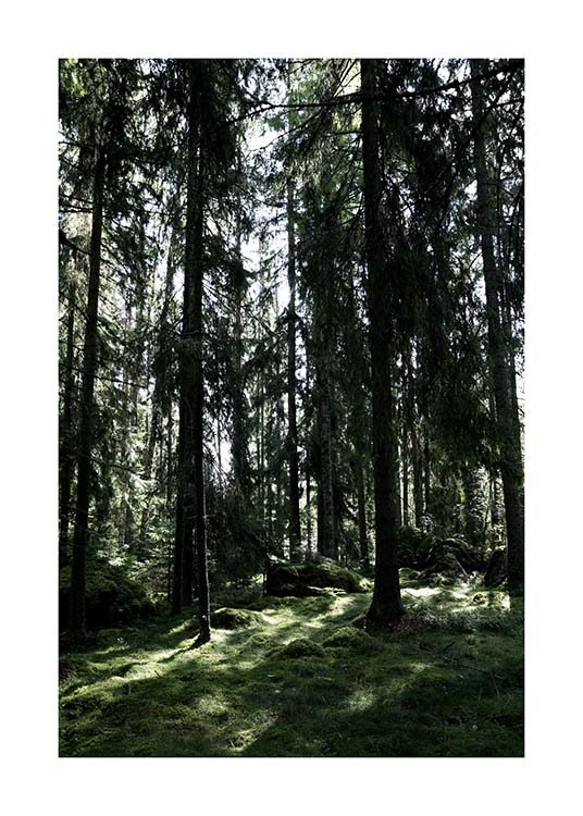 Forest Trees Poster
