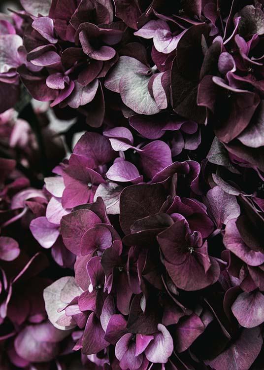 Purple Hydrangea Close Up Poster / Fotografías con Desenio AB (2825)